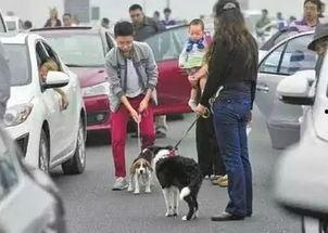 娱乐吃瓜酱遛狗小说下载,小说世界里的欢乐与温情